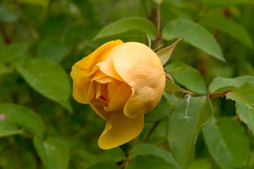 Delightful yellow rose in the summer garden