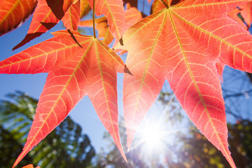 Poster - Bright maple leaves against sunrise in autumn.