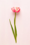 Fototapeta Tulipany - Spring flowers tulips on pastel colors background. Retro vintage style.