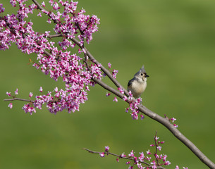 Tufted Titmouse Perched on Redbud Branch