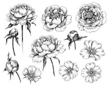 Hand Drawn Set Of Dog-Rose And Peony  Flowers And Buds
