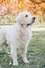 Canvas Print - retriever in the park