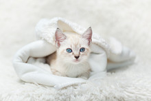 White Siamese Tabby Kitten Laying Inside Of A White Blanket