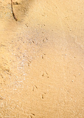 Bird tracks on the sand, on the river bank