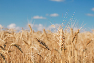 Golden wheat field on blue sky background 