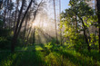 © Roman Kharlamov/Tetra Images - Forest at sunrise