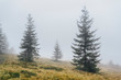 © Roman Kharlamov/Tetra Images - Spruce trees in fog in the Carpathian Mountain Range, Ukraine