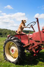 Dog On Vintage Red Tractor In Landscape