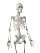 © Sebastian Kaulitzki - 3d rendered illustration of a mans skeleton of the upper body