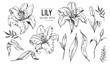 Lilies sketch. Set of lilies flowers. Hand drawn illustration converted to vector.