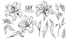 Lilies Sketch. Set Of Lilies Flowers. Hand Drawn Illustration Converted To Vector.
