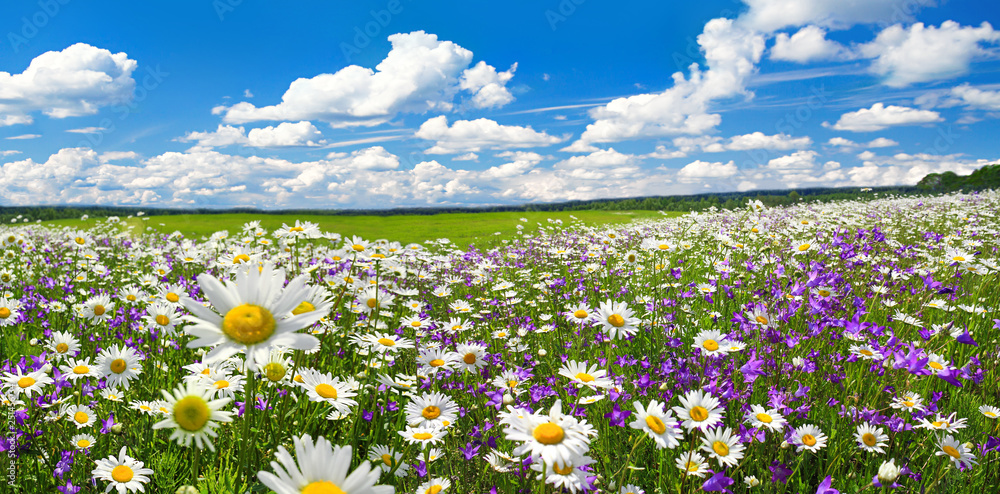 spring landscape panorama with flowering flowers on meadow - obrazy, fototapety, plakaty 