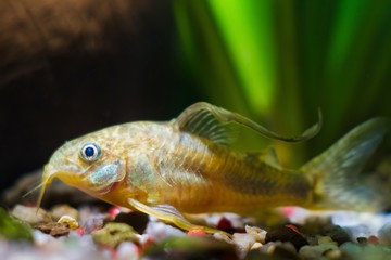 Wall Mural - Corydoras catfish, unknown species, timid freshwater fish rest on gravel in nature aquarium