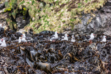 Wall Mural - Dolphin Gulls in Kelp Observation Island Argentina