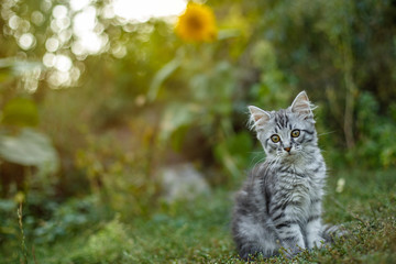 Wall Mural - Little gray scared kitten for the first time on the street.