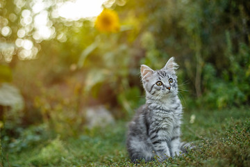 Wall Mural - Little gray scared kitten for the first time on the street.