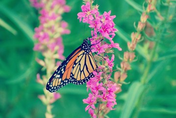 Poster - Monarch Butterfly drinking nectar from purple wildflowers