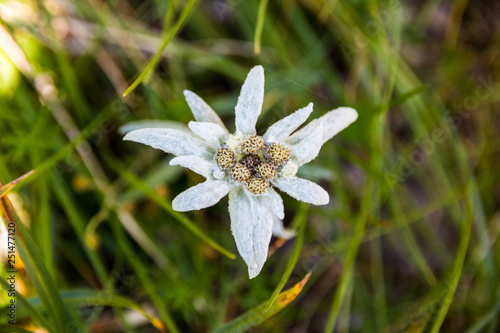 scaricare video edelweiss