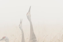 Sandhill Cranes In Morning Fog;  Alaska
