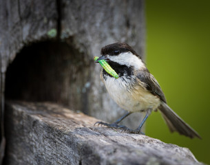 Early Bird gets the worm, Chickadee bird with green worm