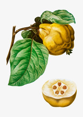 Wall Mural - Quince fruit