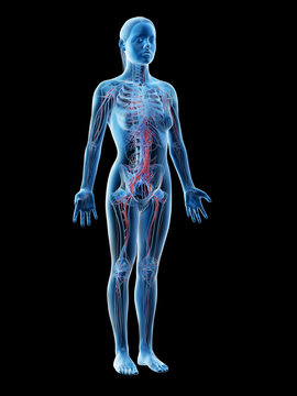 3d rendered illustration of a females vascular system