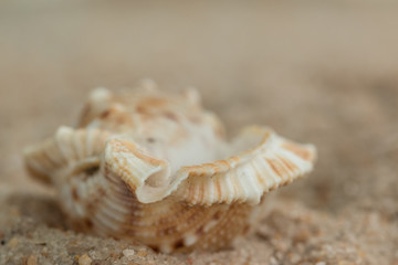 Wall Mural - shells sand close beach