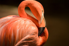 Flamingo Up Close