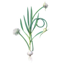 Garlic Plant Pencil Illustration Isolated On White