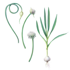 Garlic Plant Pencil Illustration Isolated on White