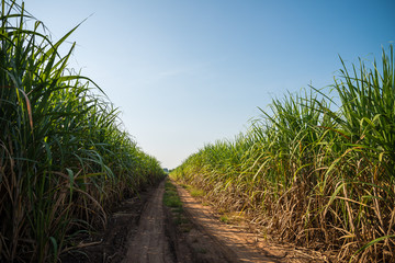 Agriculture sugarcane field farm with blue sky in sunny day background and copy space, Thailand. Sugar cane plant tree in countryside for food industry or renewable bioenergy power.