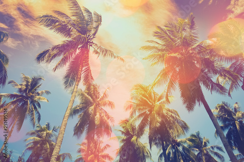 Tropical palm tree with colorful bokeh sun light on sunset sky cloud abstract...