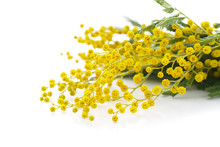 Yellow Flowers Of Mimosa On A White Background