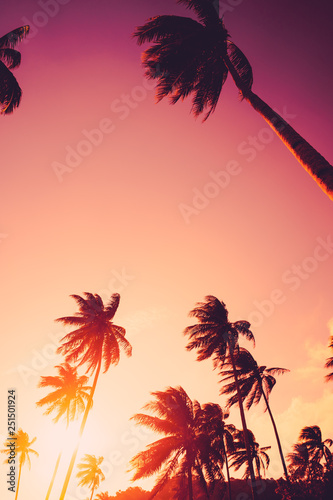 Copy space of tropical palm tree with sun light on sky background.