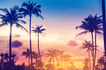 Wall Mural - copy space of tropical palm tree with sun light on sky background.