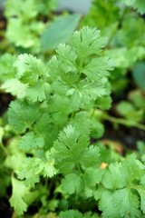 Coriander plant in nature garden