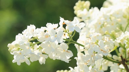 Canvas Print - White lilac flowers bloomed in the spring morning