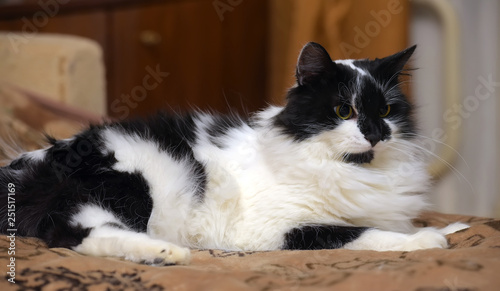 Beautiful Fluffy Black With White Cat Buy This Stock Photo And Explore Similar Images At Adobe Stock Adobe Stock