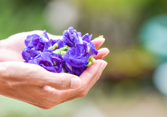 Wall Mural - Clitoria ternatea flower purple in hand / Other names pigeonwings - Butterfly pea or Blue pea