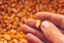 Single Corn Seed Kernel In Farmer's Hand