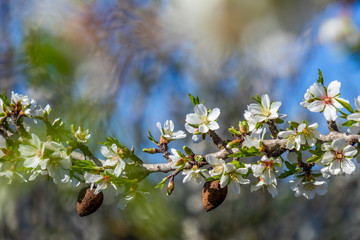 Wall Mural - Almond blossoms and drupe