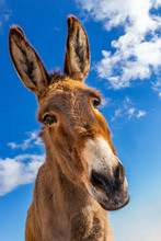 Funny Donkey In Mallorca, Balearic Islands, Spain