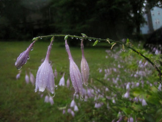 Flowers in the Rain