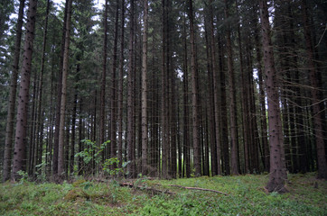  Forest on a summer day in Central Norway
