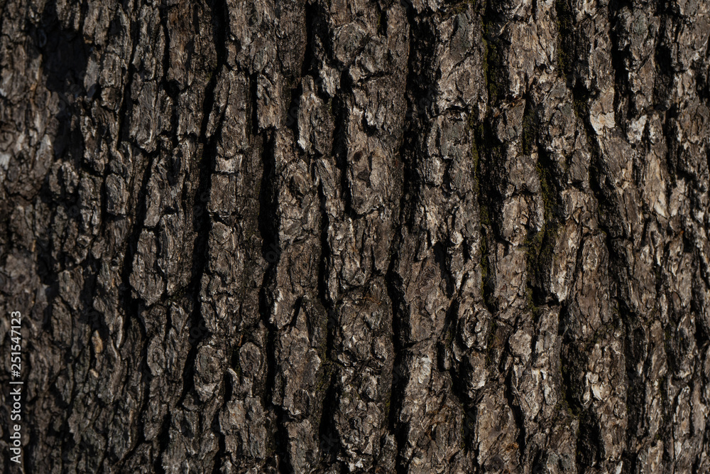 木の皮 の Stock フォト | Adobe Stock 