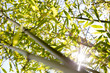 Grüner Bambus Busch im durchdrungenen Sonnenlicht