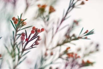 Wall Mural - Flower branches on a white background. Macro. Flowers in spring and summer on a blurred background. Flower design.