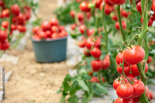 Fotografía Ripe red tomatoes in the garden