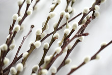 Flora, Plants And Easter Concept - Close Up Of Pussy Willow Branches On White Background