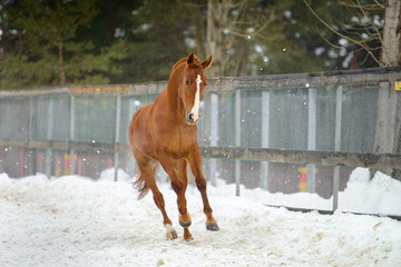 Wall Mural - Domestic red horse running in the snow paddock in winter